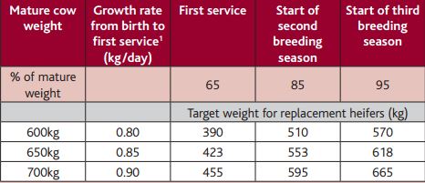 Managing Replacement Heifers For Service At Springtime | The Beef Site